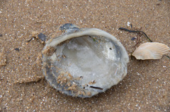 Anadara trapezia
