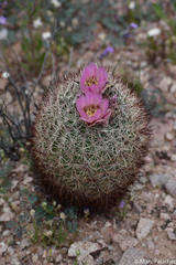 Echinomastus erectocentrus