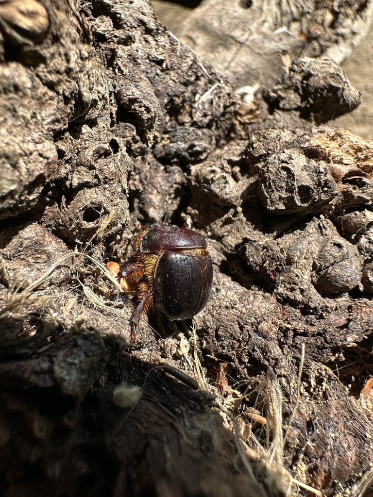 Bolborhinum laesicolle