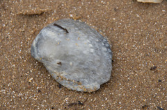 Anadara trapezia