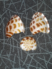 Phalium areola
