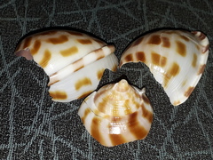 Phalium areola