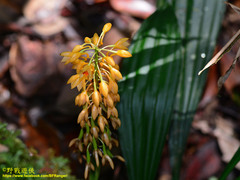 Calanthe pulchra