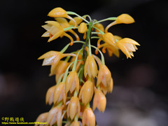 Calanthe pulchra