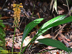 Calanthe pulchra
