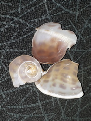 Phalium areola