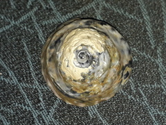 Astralium tentoriiforme