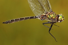 Somatochlora hudsonica