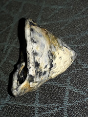 Astralium tentoriiforme