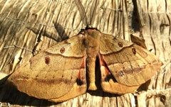 Chelepteryx chalepteryx