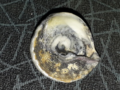 Astralium tentoriiforme