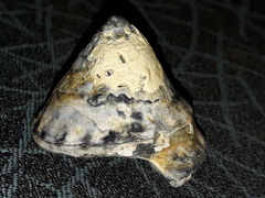 Astralium tentoriiforme