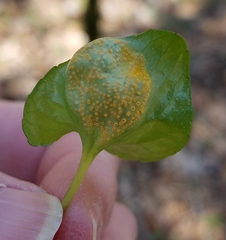 Puccinia violae