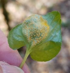 Puccinia violae