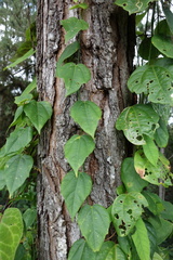 Passiflora auriculata image