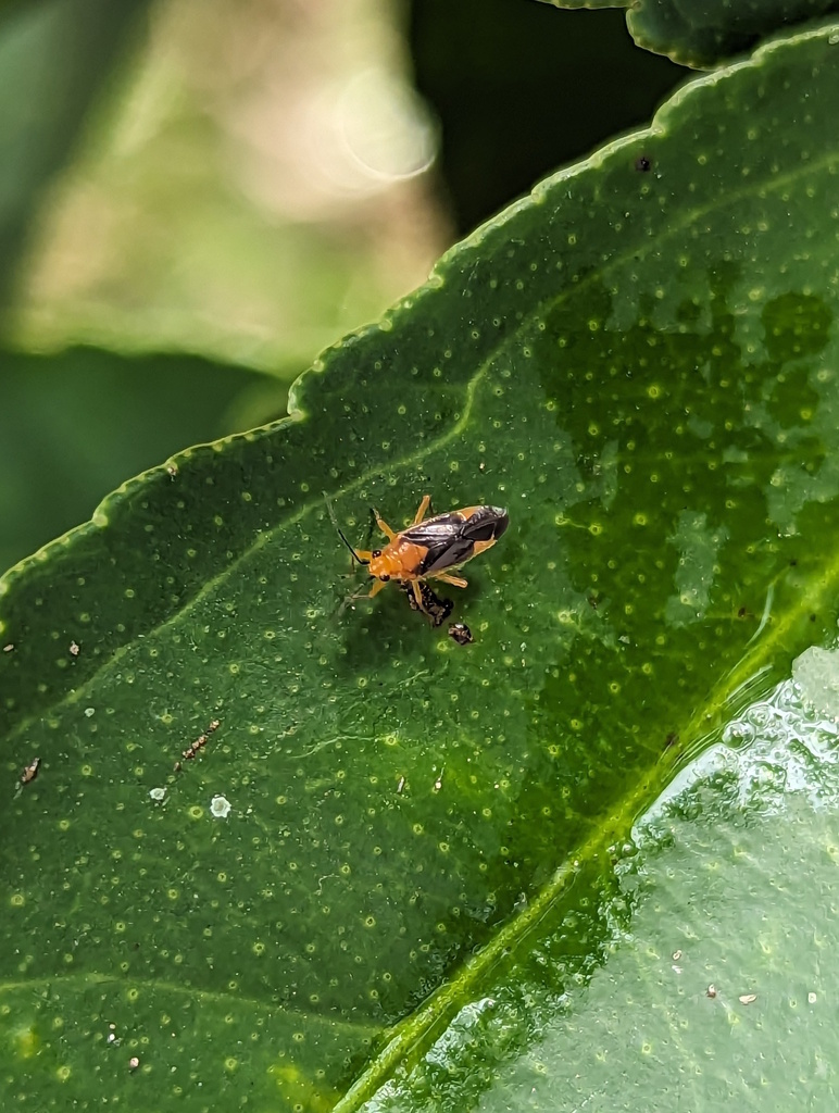 Lopidolon puncticollis