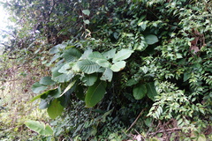 Passiflora tica