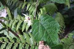 Image of Passiflora lobata