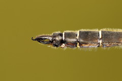 Somatochlora hudsonica