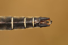 Somatochlora hudsonica