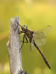 Somatochlora hudsonica