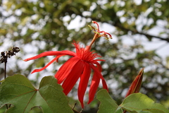 Passiflora vitifolia image