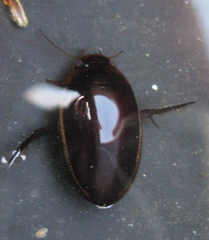 Hydaticus seminiger