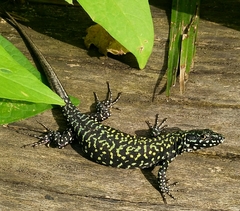 Podarcis muralis nigriventris