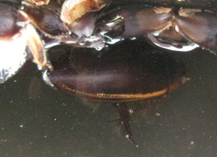 Hydaticus seminiger