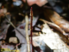 Epirixanthes elongata