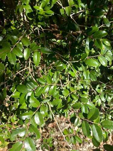 Xylosma pancheri observed 2023-11-23