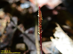Epirixanthes elongata