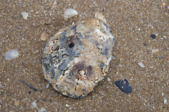 Ostrea angasi