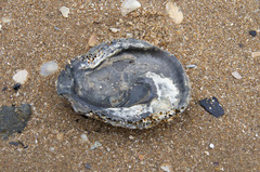 Ostrea angasi