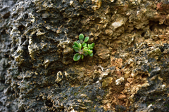 Kalanchoe garambiensis