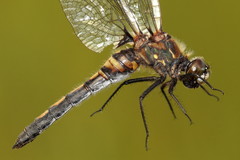 Leucorrhinia borealis