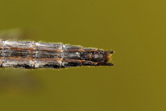 Leucorrhinia borealis