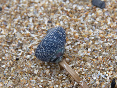 Chlorodiloma odontis