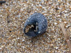 Chlorodiloma odontis