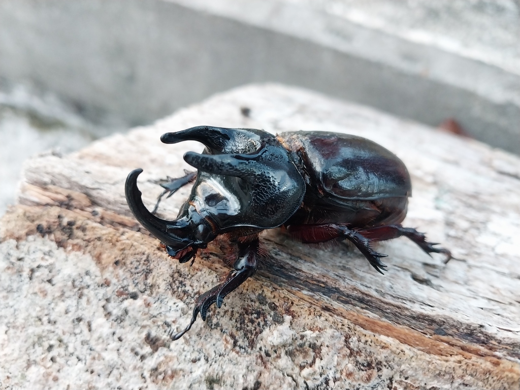 Scapanes australis