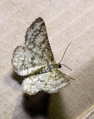 Heliomata glarearia
