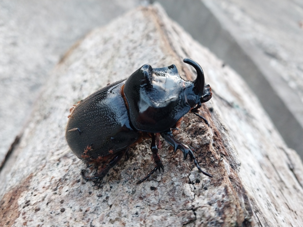 Trichogomphus vicinus (Trichogomphus vicinus)