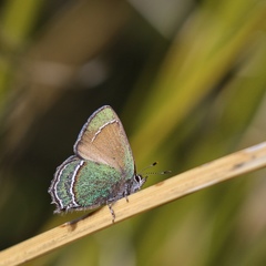 Callophrys mcfarlandi