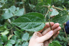 Image of Passiflora dioscoreifolia