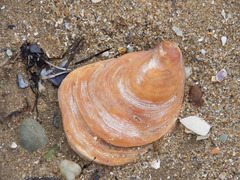 Ostrea angasi