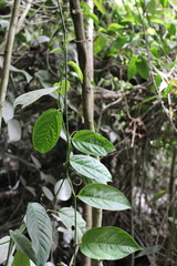 Image of Passiflora brevifila