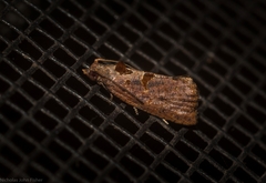 Glyphidoptera insignana