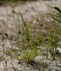 Carex bohemica
