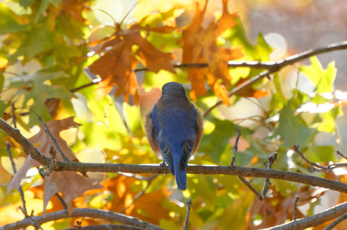 Eastern Bluebird photographed in Indiana