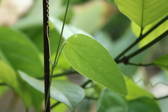 Passiflora dispar